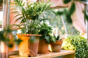 Consejos para mantener plantas de interior saludables y decorativas en casa
